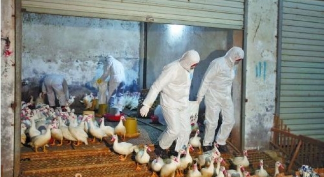 2016年流感最新消息:应注意减少与活禽密切接触