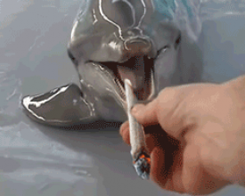 ��Ц����GIF ��������һ������ǹ��