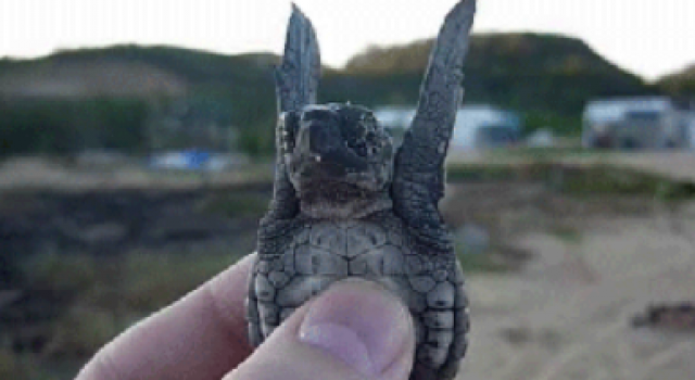 搞笑GIF 我去~这是风油精