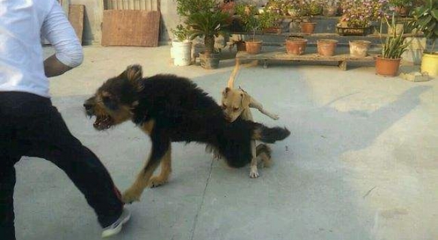女童被恶犬围攻身亡 现场十分血腥惨不忍睹
