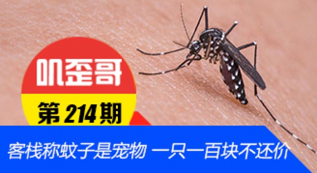 【叽歪哥 V0.214】客栈称蚊子是宠物 一只一百块不还价!