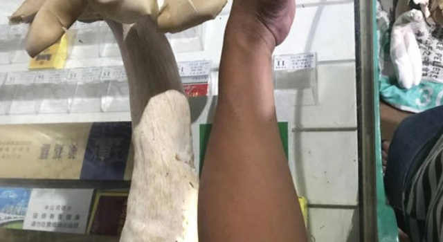 家门缝长巨型菇怎么回事?能吃吗?你见过这么大的菌菇吗?