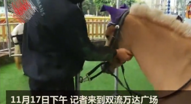 成都旋转真马游戏被批残忍 运营方回应:马需要运动