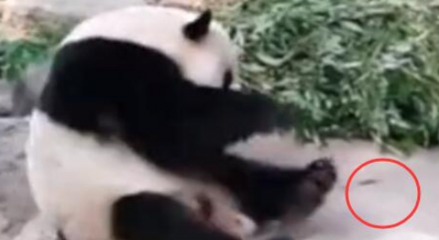 动物园熊猫被砸 如此可爱的国宝 怎么下得去手!