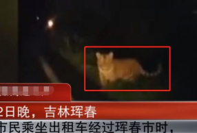 东北虎横穿马路 东北虎因何下山?有危险吗?