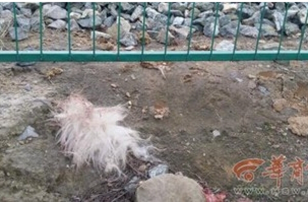 火车碾死90只羊：都被碾成块状 全村帮主人卖羊肉