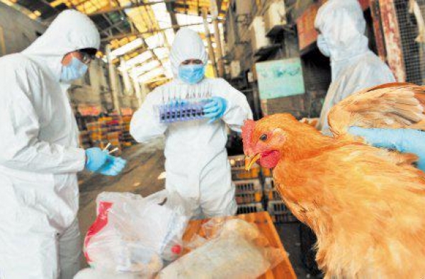 h5n6禽流感症状是什么？ h5n6死亡率高于非典