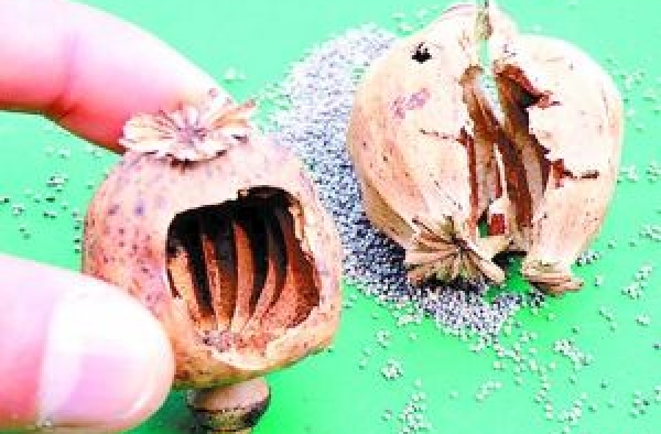 罂粟壳的副作用有哪些 罂粟壳产生副作用怎么办