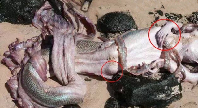 澳洲海滩惊现美人鱼：人身鱼尾有血有肉！