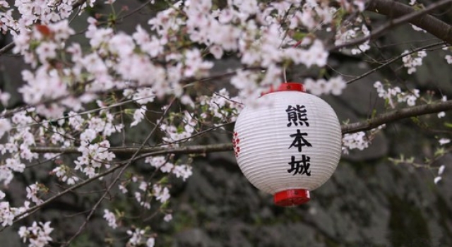 绚烂大和樱花之美 2016最佳日本赏樱时间路线