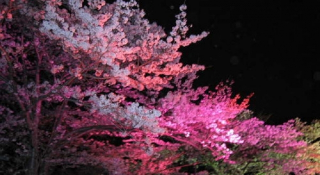 日本梅花节浪漫唯美 错过了樱花也不能错过梅花