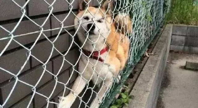 每年被卡住的柴犬加起来能绕地球十圈