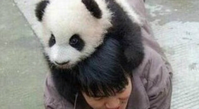 熊猫一天可以拉屎40次 难怪没人养熊猫当宠物　　