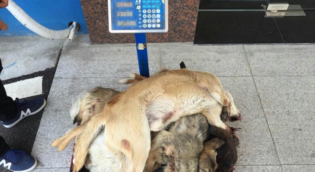 残暴！江苏2男子疯狂盗狗 用弓弩和麻醉剂毒杀上百只狗