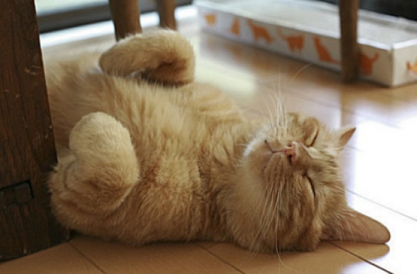 爆笑猫咪的撩人睡姿
