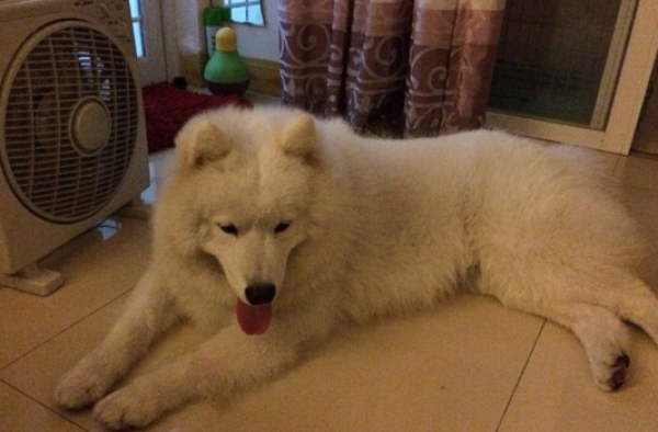 女友怕爱犬太热不在家也开空调 婆婆：人都没那么娇