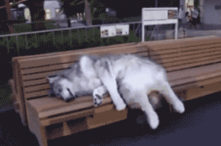 ЦGIF ΪԼ