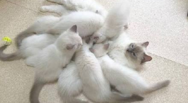 猫妈妈生16只猫仔  喂奶时感觉身体被掏空
