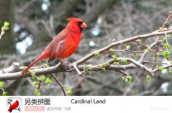 ƴͼϷCardinal Landϸ