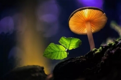 ׽СĢľʸ ͯӰƷ