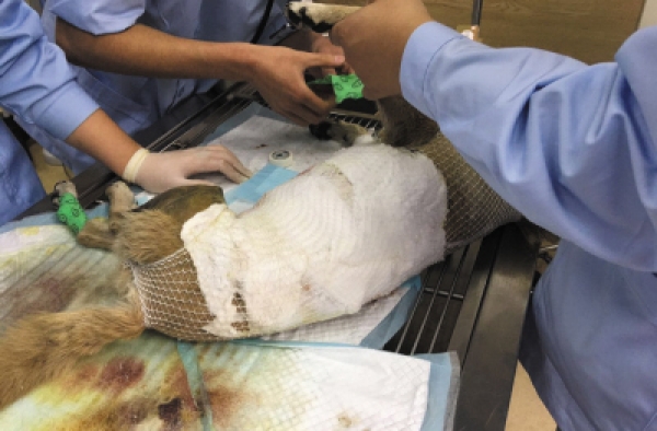 流浪狗被残忍泼热油身上沾葱花 8岁老狗皮开肉绽