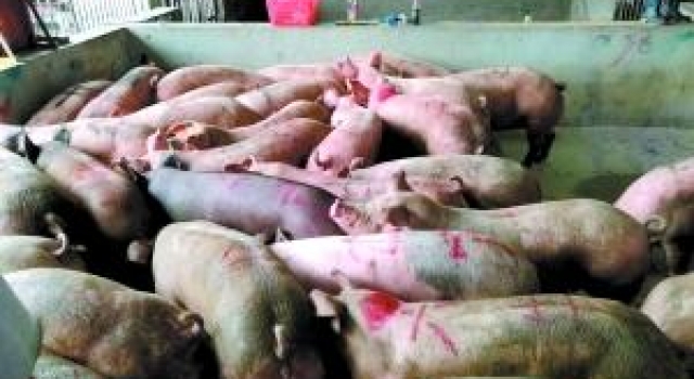 猪肉有毒！深圳查获私宰猪肉2.6万斤 杀猪刀与粪便混合