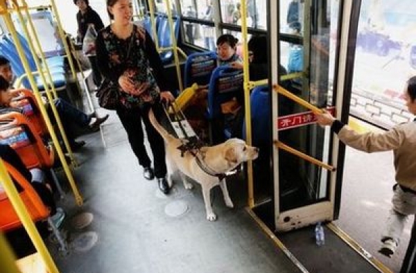 导盲犬乘公交被拒 乘客不满大吵 售票员被停班