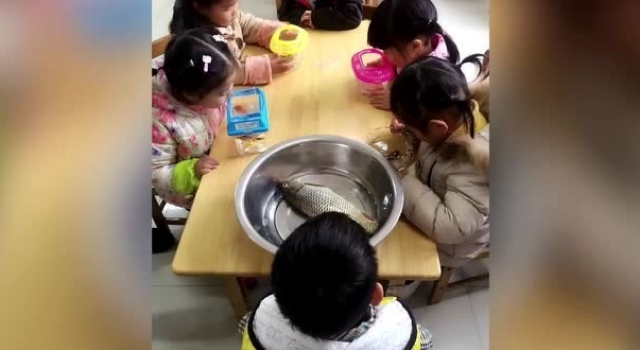 带鱼孩子刷爆网络 这就是让爸爸带娃的下场