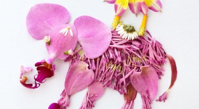 花花世界 赏析Bridget Collins的唯美鲜花拼图