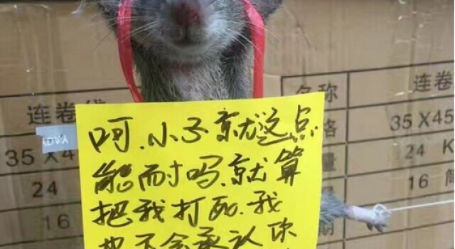 有趣！仓库发现老鼠 五花大绑还被挂“悔过书”