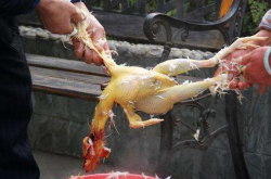 ͼŮӿĴؼ ϹɱH7N9