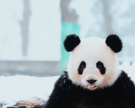 ����������������� ��û���Ȼ�����ģ�