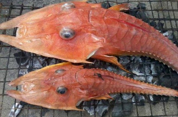 渔民捕到神秘海洋生物被吓呆 这究竟是鱼还是虾？