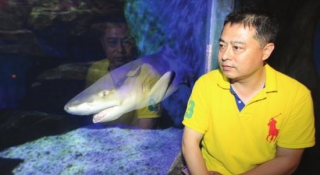 鲨鱼也“好色”屡掀演员裙子 公园被迫暂停水下芭蕾