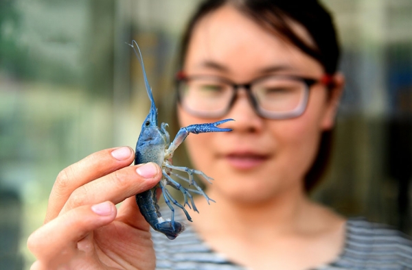 江苏惊现蓝色小龙虾 颜色渐变肢体透明