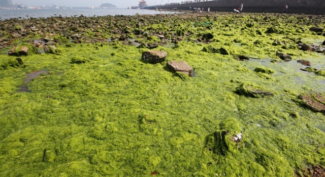 山东青岛连续遭受浒苔侵袭 网友：这一片原谅绿太可怕