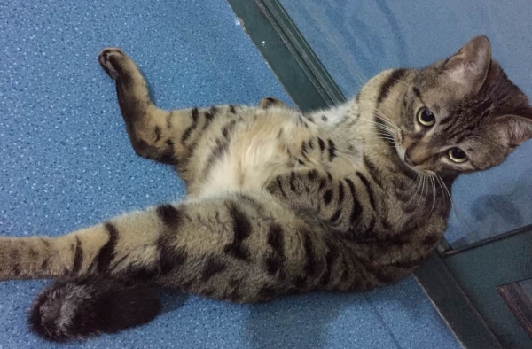 用320万房子寻猫怎么回事？网友：辞职去找猫了！