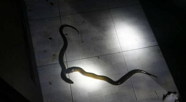 男子报警称家里有两条蛇 消防员到场后全都傻眼了