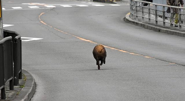 日本野猪闯进校园 网友：这也太原生态了吧！
