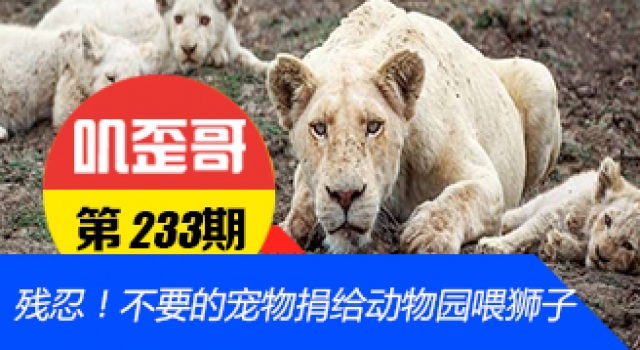 【叽歪哥 V0.233】不要的宠物捐给动物园喂狮子 你真的愿意吗？