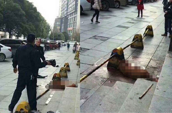 民警棒杀咬人金毛犬后续 爱狗人士也应该理智爱狗