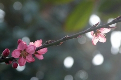ڴľ ʮﴺе