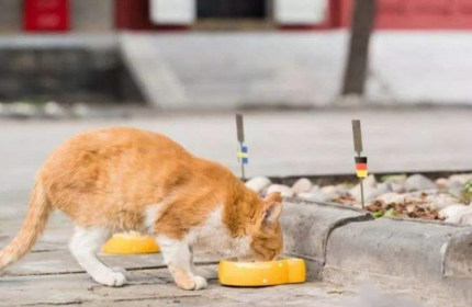 �ʹ�è�׵��ȥ�� ����6���ɹ�Ԥ�������籭����ʤ��