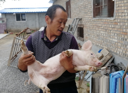 贫困户发养猪视频成“网红” 带领全村脱贫致富