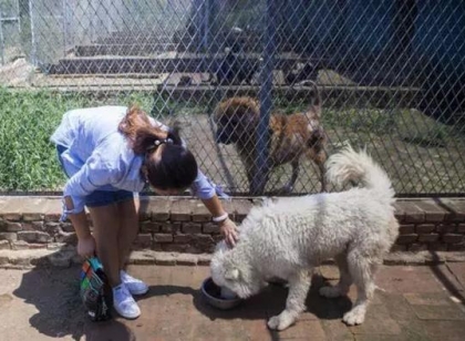 掏50万救流浪狗 始终坚持收养流浪狗,温暖人心