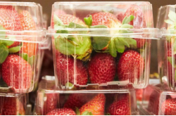 �Ĵ����ǲ�ݮ���� �⾿��ֻ�����⻹��һ��Ԥı�¼���