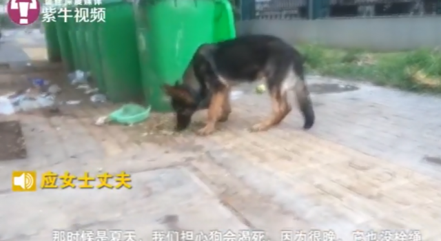 警犬被认流浪狗带走救助 好心救助却被认为是偷盗？