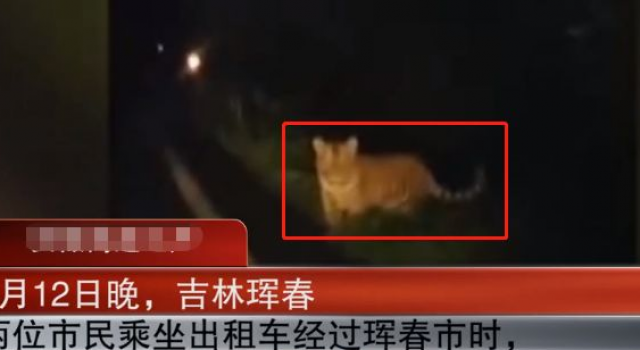 东北虎横穿马路 东北虎因何下山？有危险吗？