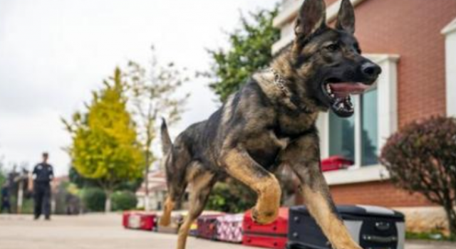 首只警用克隆犬入警 克隆犬长什么样？有哪些功能？