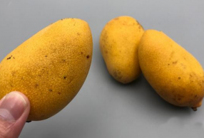 â÷ô ǳʡ
